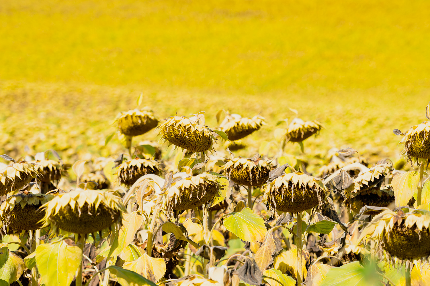 Zonnebloemen in het Franse landschap - ©GittaPolak